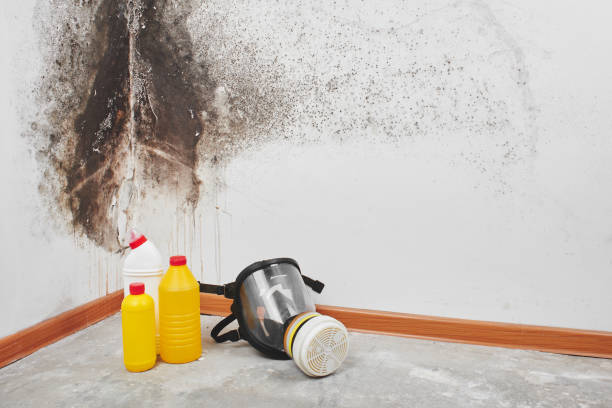 Best DIY Mold Remediation Support Services in Lexington, OK