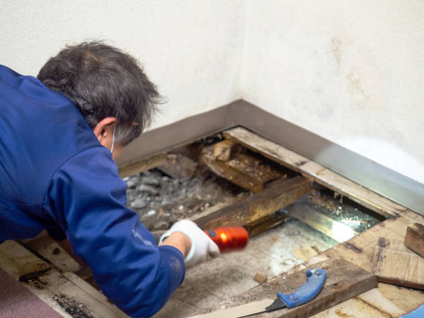 Best Commercial Mold Remediation in Lexington, OK