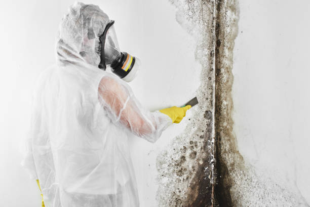 Best Localized Mold Remediation (e.g., coastal areas, humid climates) in Lexington, OK