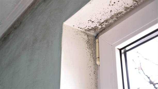 Best Commercial Mold Remediation in Lexington, OK