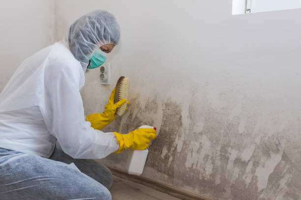Best Crawl Space Mold Remediation in Lexington, OK