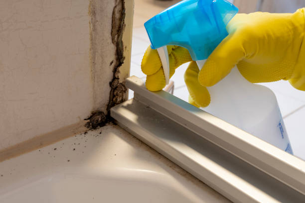 Best HVAC Mold Remediation in Lexington, OK