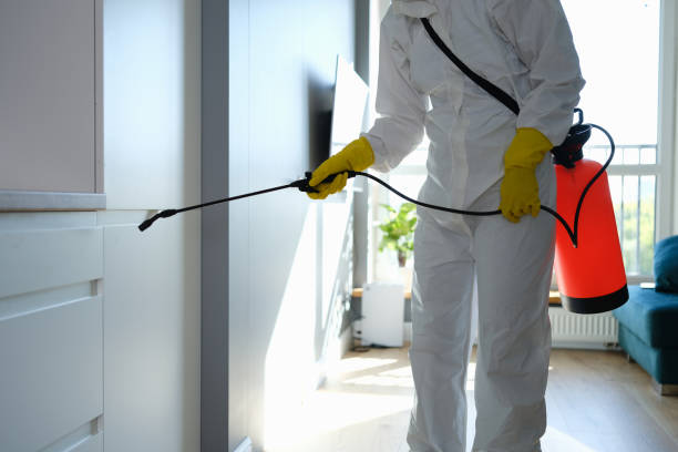 Best Basement Mold Remediation in Lexington, OK