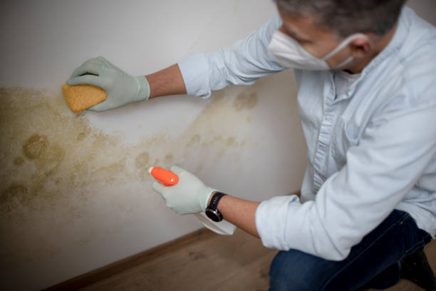 Best White Mold Remediation in Lexington, OK