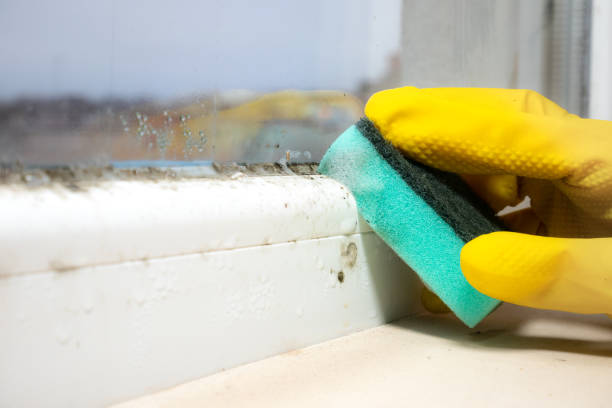 Best Mold Testing and Inspection Services in Lexington, OK