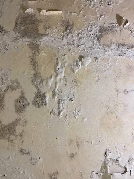 Best Industrial Mold Remediation in Lexington, OK