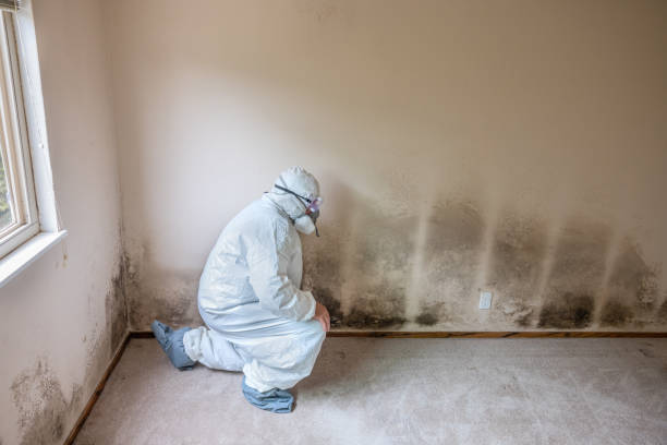 Best White Mold Remediation in Lexington, OK