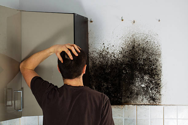 Best Preventive Mold Services in Lexington, OK